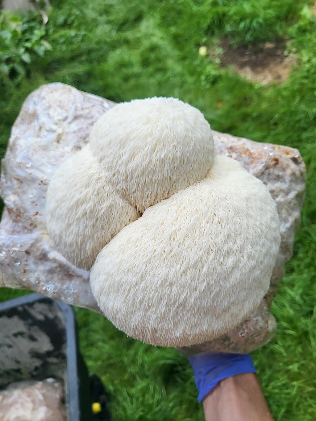 Lion's Mane Mushroom Grow Kit XL, Hardwood & Organic Oats X18930