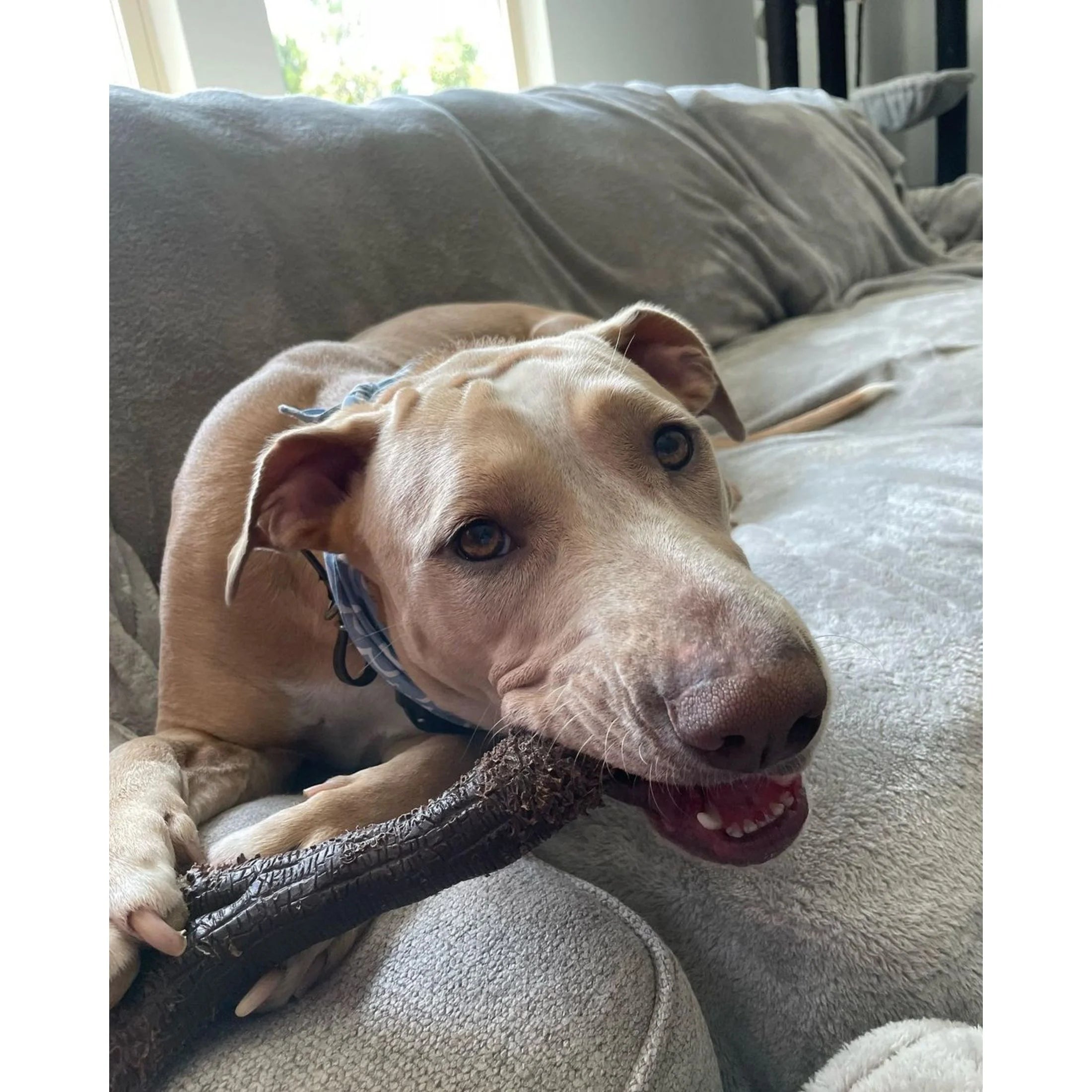 Real Wood Stick Dog Toy X-Large R1006