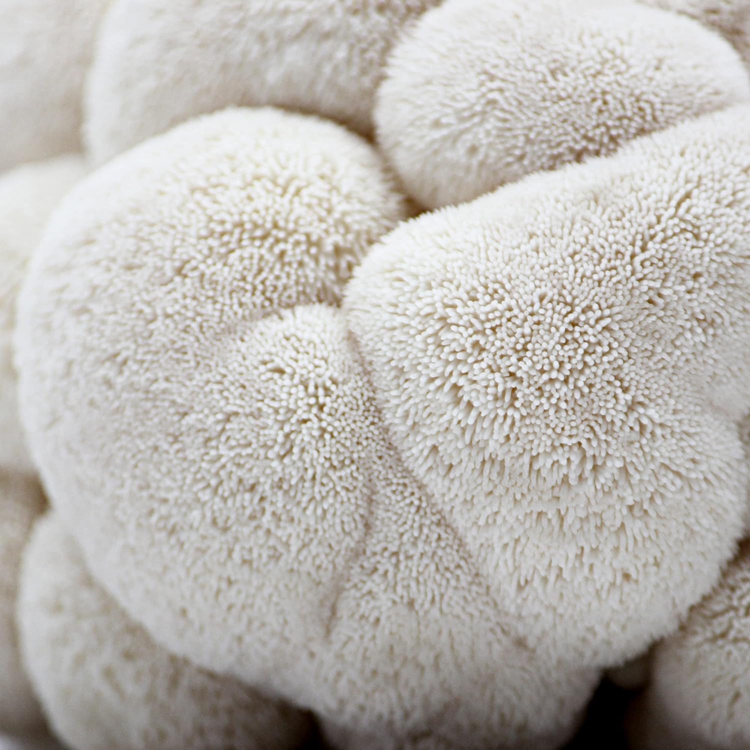 Organic Lion's Mane Mushroom Spray & Grow Kit (4 lbs) X79733