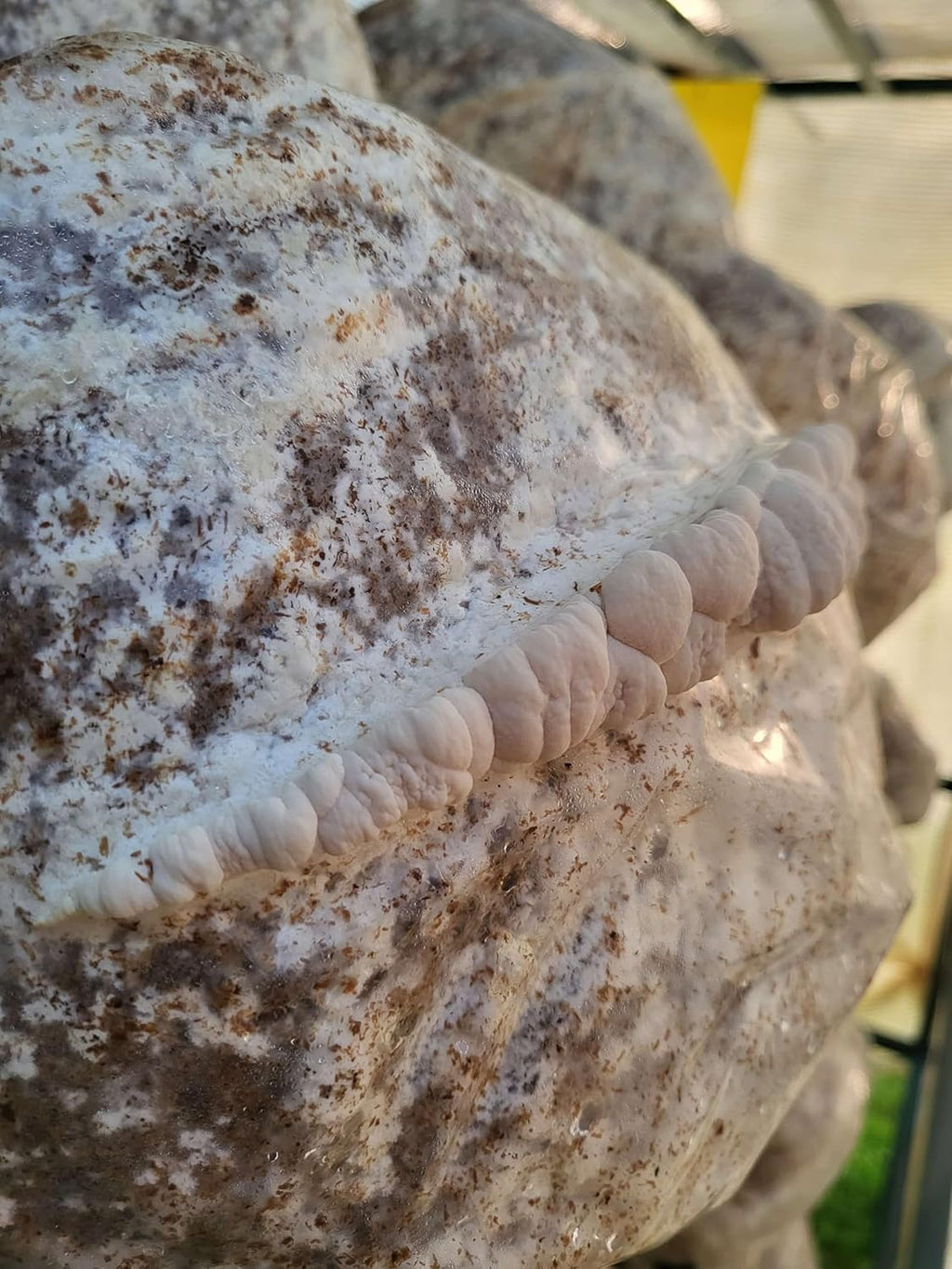Lion's Mane Mushroom Grow Kit XL, Hardwood & Organic Oats X18930