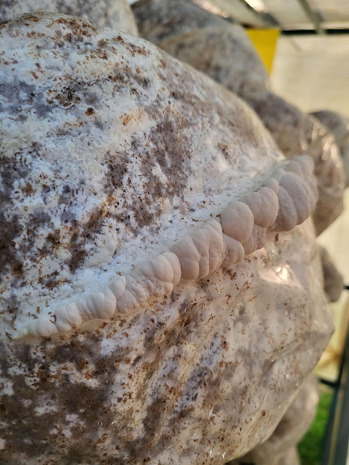 Lion's Mane Mushroom Grow Kit XL, Hardwood & Organic Oats X18930