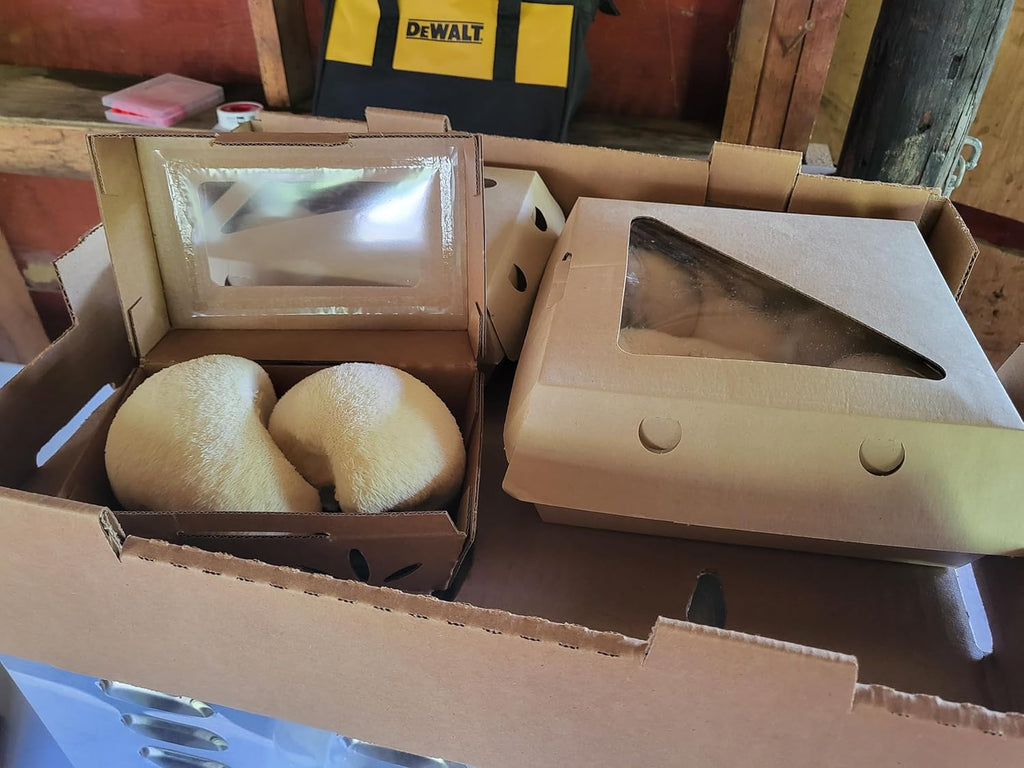 Lion's Mane Mushroom Grow Kit XL, Hardwood & Organic Oats X18930
