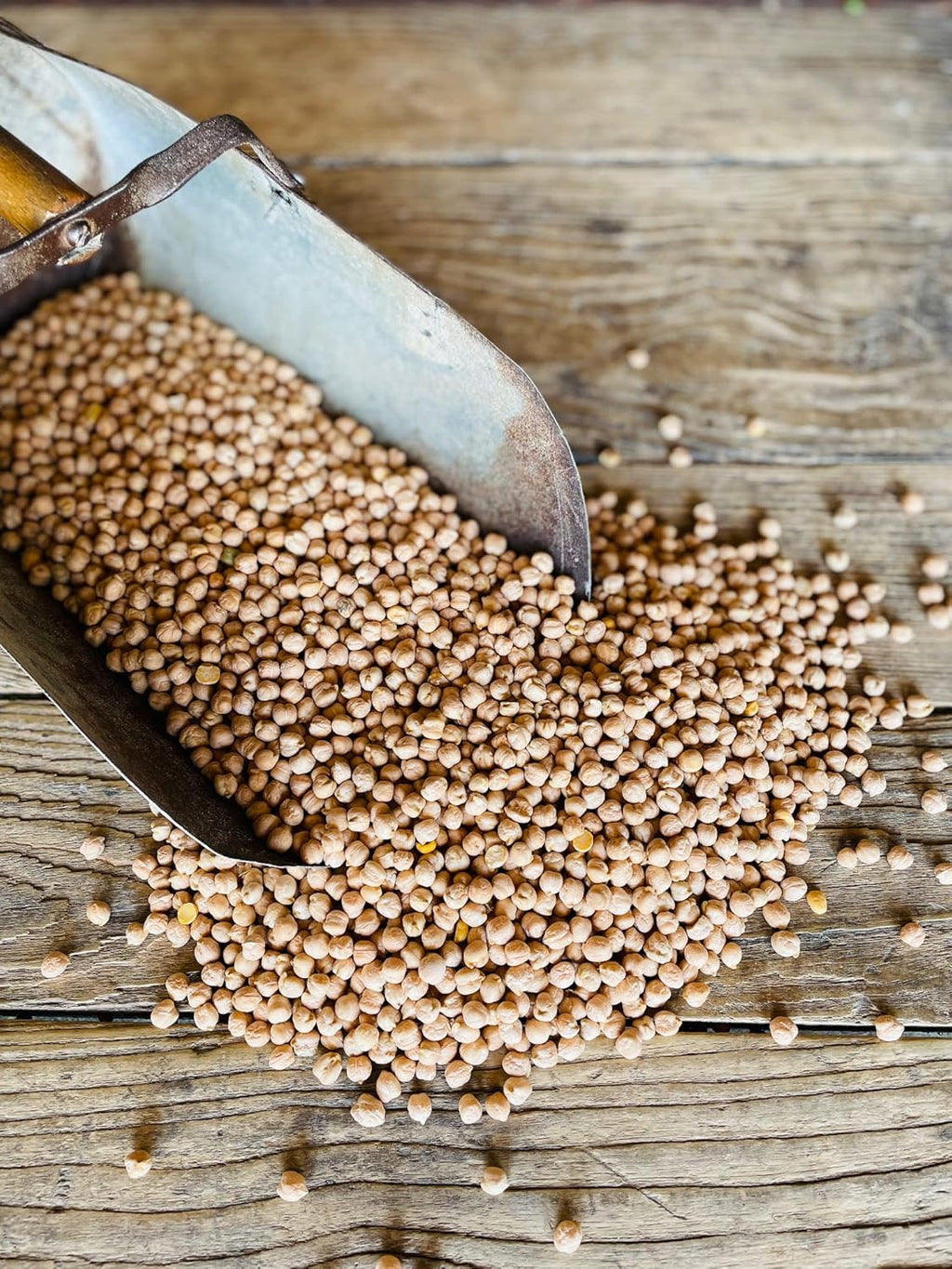 Chickpeas, Garbanzo Beans, Non-GMO, Kosher, 50 lbs N666097