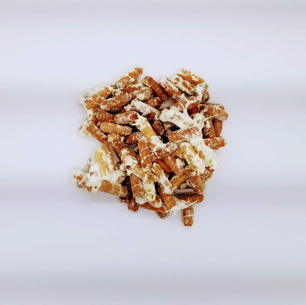 Lion's Mane Mushroom Spawn Plugs for Gourmet and Medicinal Growing Q7637