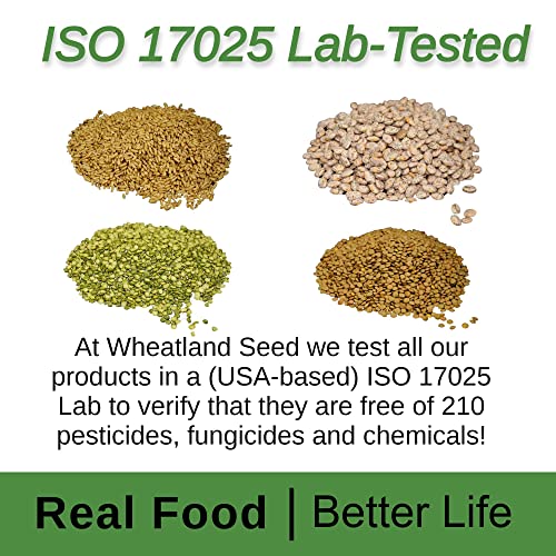 Hard White Wheat Berries 25 lb Bulk, Long Term Food Storage Z517
