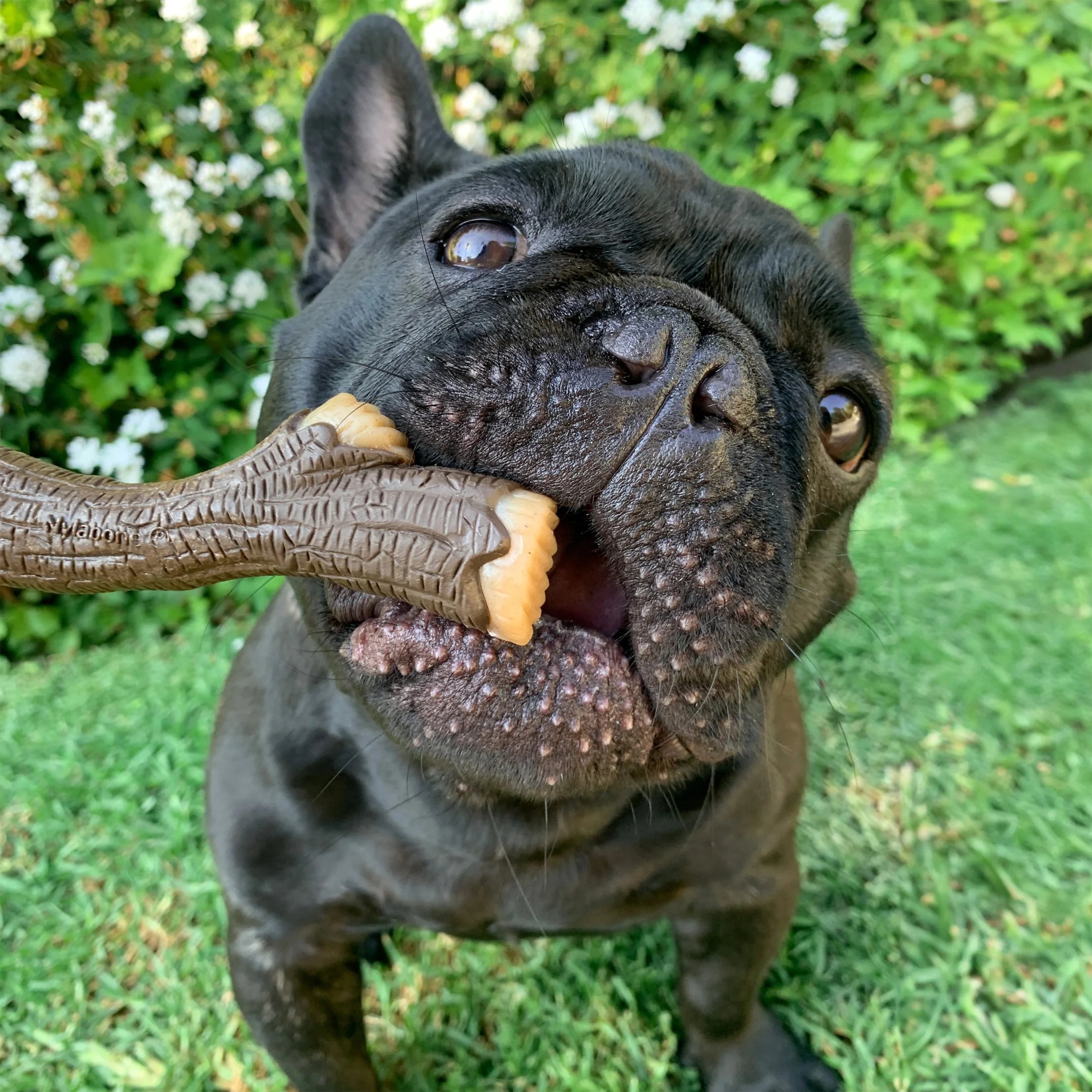 Real Wood Stick Dog Toy X-Large R1006