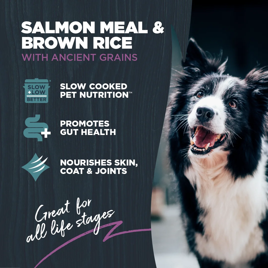 Dry Dog Food Sensitive Skin & Stomach Salmon Meal with Ancient Grains 10 lb. I2755