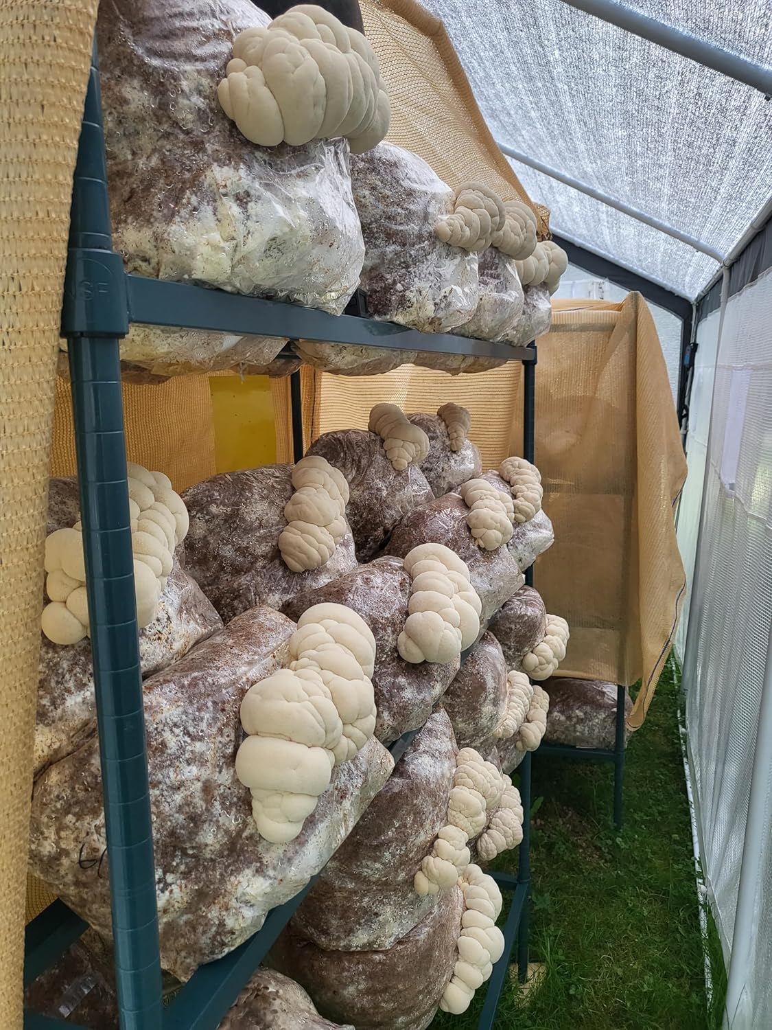 Lion's Mane Mushroom Grow Kit XL, Hardwood & Organic Oats X18930